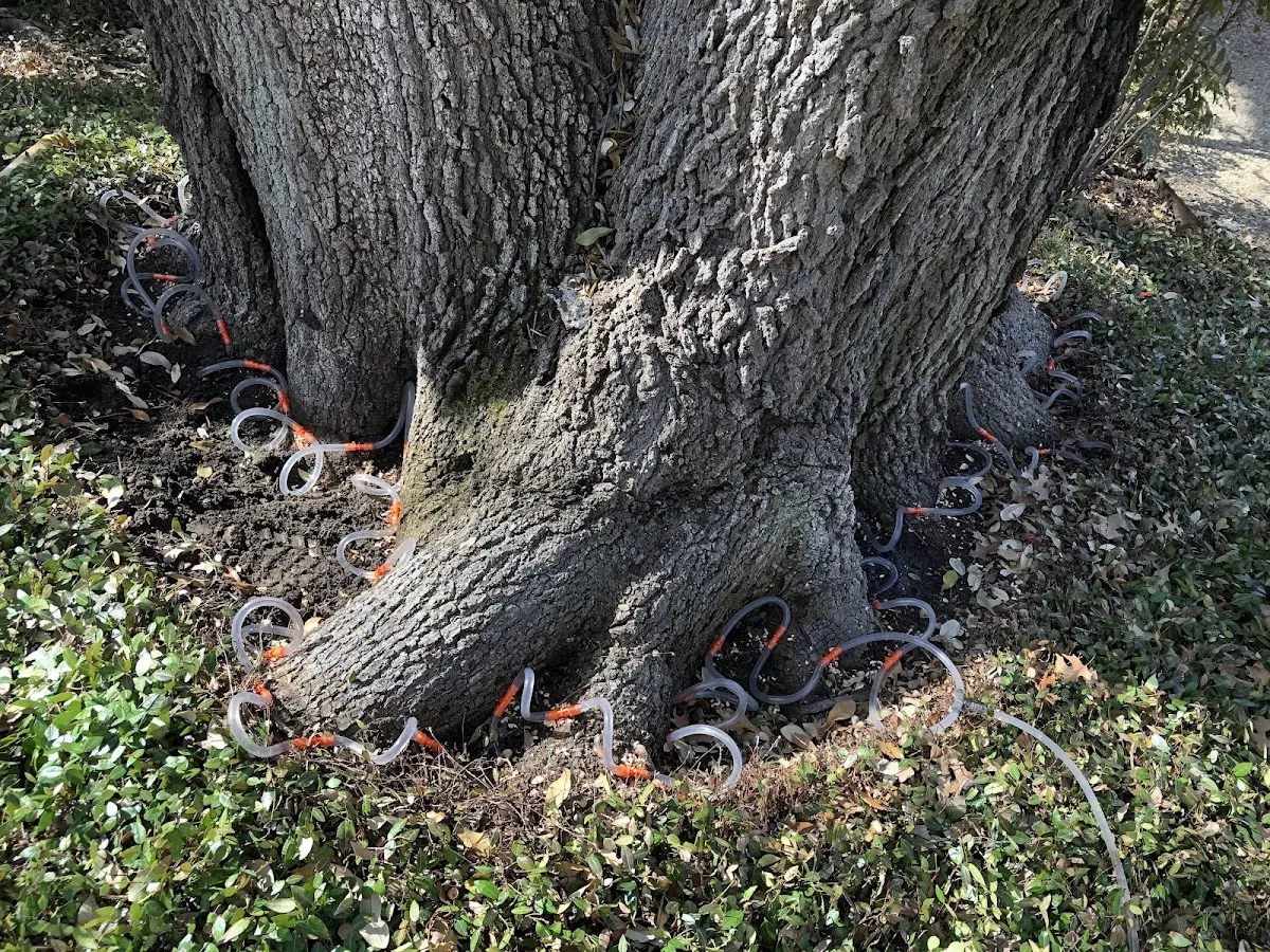 Detailed Tree Cabling and Bracing job site in Burnettsville
