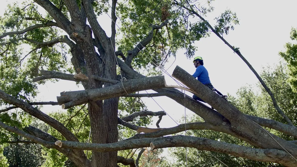 Professional Hazardous Tree Removal performed by certified arborists in Burnettsville